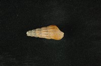 藏品(網蜷)的圖片
